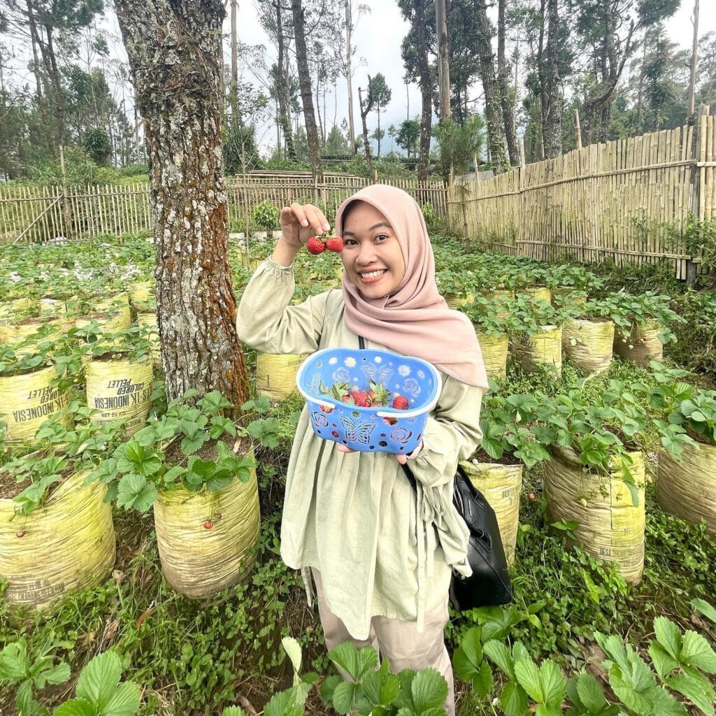 Salah satu Tempat Wisata di Bandung, Emte Highland Resort, Kebun Strawberry