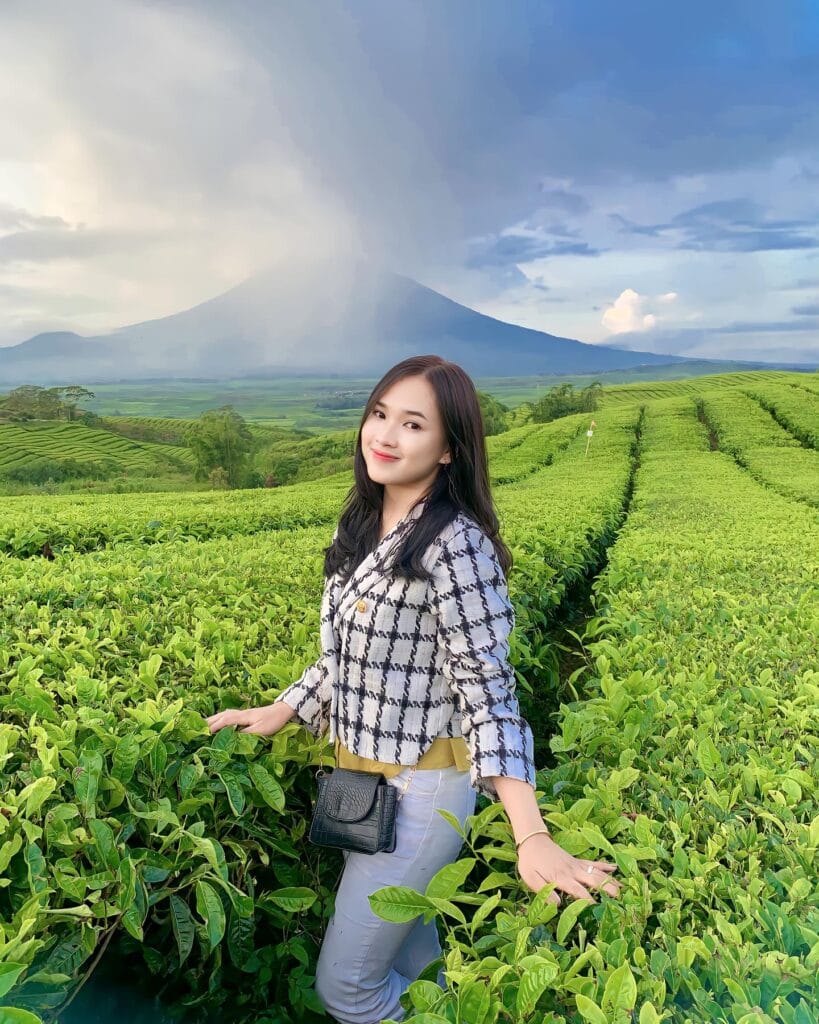 Kebun Teh Kayu Karo